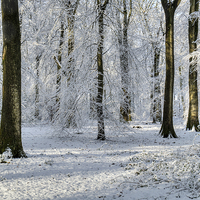 Buy canvas prints of  Snowy Beech Woods by David Tinsley