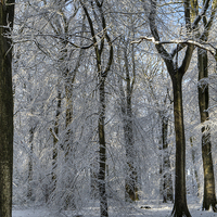 Buy canvas prints of  Snowy Beech Woods - II by David Tinsley