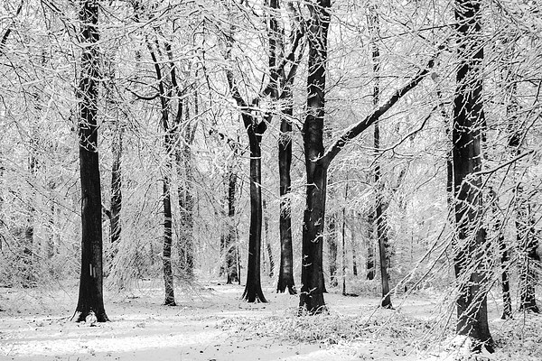  Snowy Beech Trees Picture Board by David Tinsley