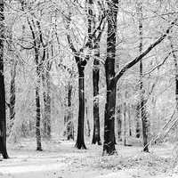 Buy canvas prints of  Snowy Beech Trees by David Tinsley
