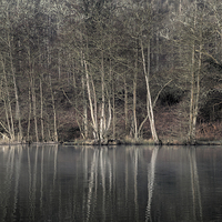 Buy canvas prints of  Winter at Cannop Ponds - 2 by David Tinsley