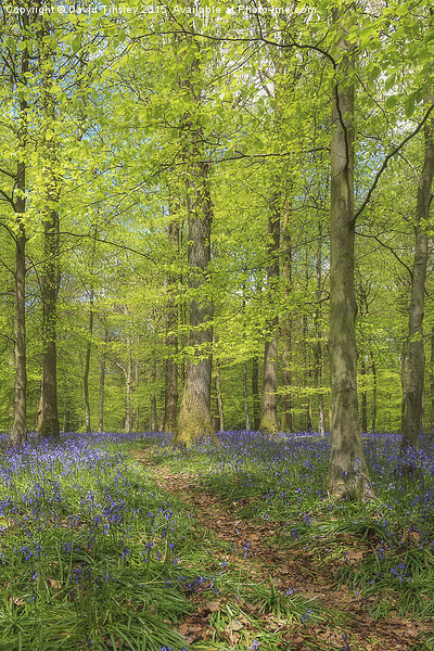  Woodland Bluebells Picture Board by David Tinsley
