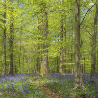 Buy canvas prints of  Woodland Bluebells by David Tinsley