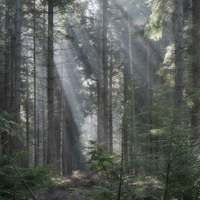 Buy canvas prints of  Spruce Wood Sunbeams by David Tinsley