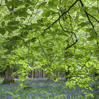 Buy canvas prints of  Beneath the Beech by David Tinsley