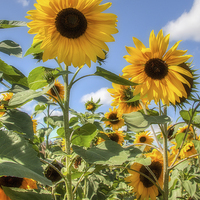 Buy canvas prints of  Sunflowers by David Tinsley