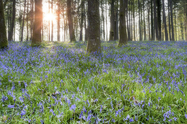  Bluebell Sunrise Picture Board by David Tinsley