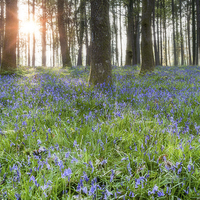 Buy canvas prints of  Bluebell Sunrise by David Tinsley