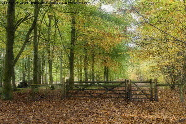  Autumn Gateway Picture Board by David Tinsley