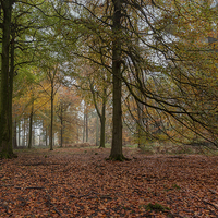Buy canvas prints of  Amongst the Beech Trees by David Tinsley