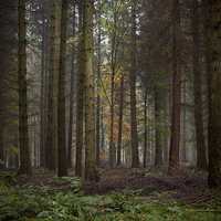 Buy canvas prints of Deep in the Forest  by David Tinsley