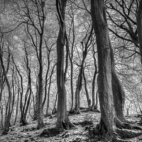 Buy canvas prints of Twisted Beech  by David Tinsley