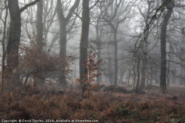 Misty Winter Woodland Picture Board by David Tinsley