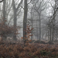 Buy canvas prints of Misty Winter Woodland by David Tinsley