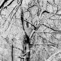 Buy canvas prints of Snowbound Beech by David Tinsley