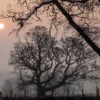 Buy canvas prints of Morning Silhouette by David Tinsley