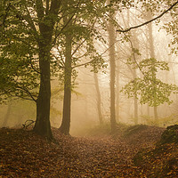 Buy canvas prints of Alone in the Mist by David Tinsley