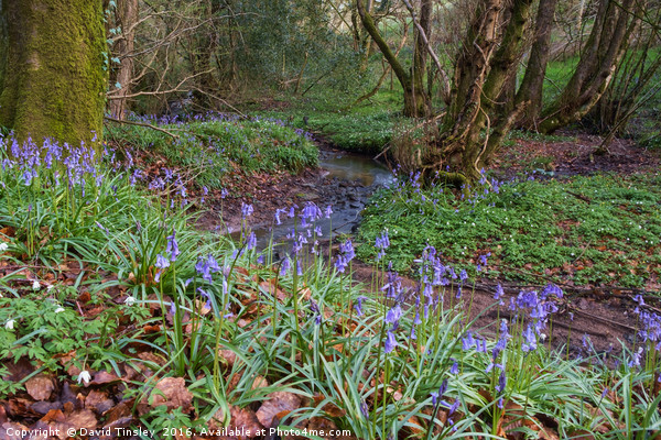 Bluebells by the Brook Picture Board by David Tinsley