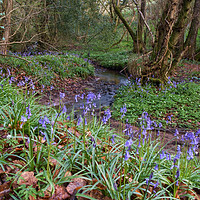 Buy canvas prints of Bluebells by the Brook by David Tinsley