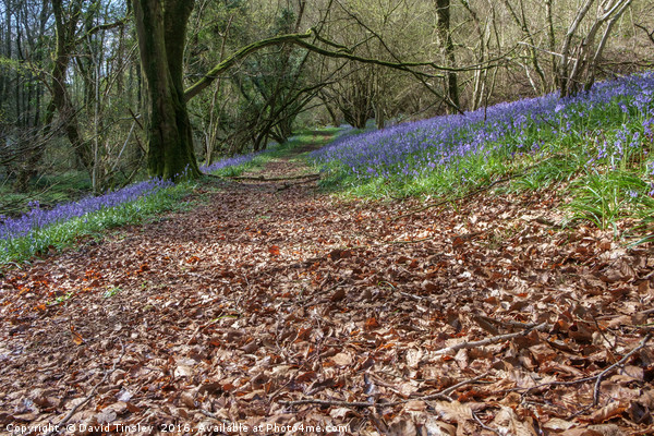 Bluebells and Beech Leaves Picture Board by David Tinsley