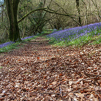 Buy canvas prints of Bluebells and Beech Leaves by David Tinsley