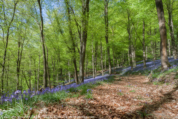 Down the Bluebell Path Picture Board by David Tinsley