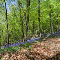 Buy canvas prints of Down the Bluebell Path by David Tinsley