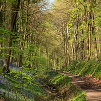 Buy canvas prints of Bluebell Footpath by David Tinsley