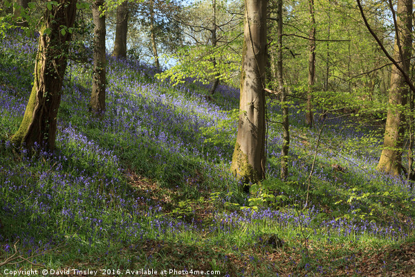 Hillside Bluebells Picture Board by David Tinsley