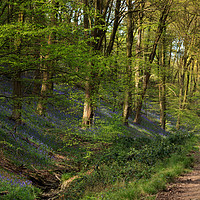 Buy canvas prints of Bluebell Footpath II by David Tinsley
