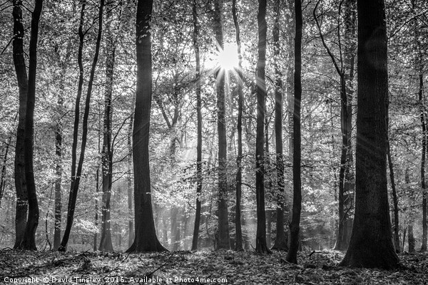 Beech Wood Sunrise Picture Board by David Tinsley