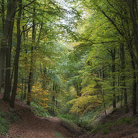 Buy canvas prints of Ten Acre Woods by David Tinsley