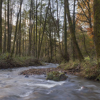 Buy canvas prints of Winter along the Brook by David Tinsley