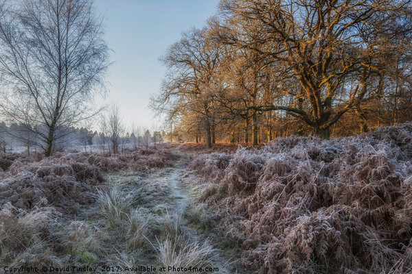 Along the Frosty Path Picture Board by David Tinsley