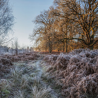 Buy canvas prints of Along the Frosty Path by David Tinsley