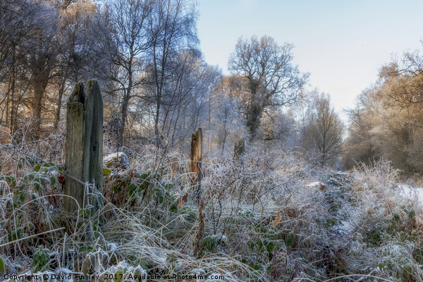 Frosty Morn Picture Board by David Tinsley