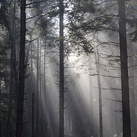 Buy canvas prints of Illuminated Forest by David Tinsley