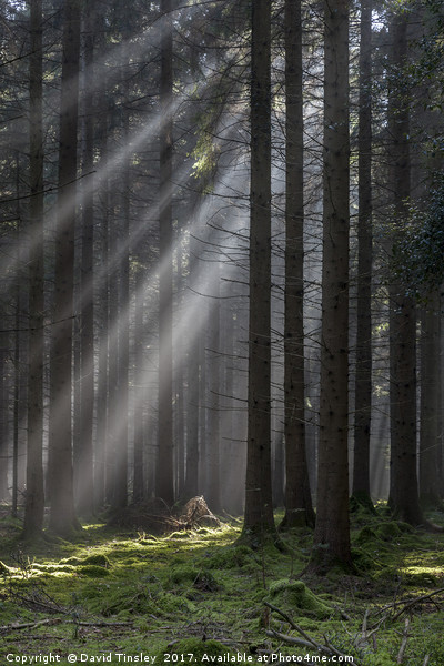 Woodland Light Beams Picture Board by David Tinsley