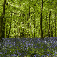 Buy canvas prints of Bluebell Glade 1 by David Tinsley