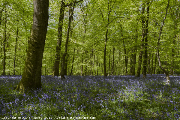 Bluebell Glade 3 Picture Board by David Tinsley
