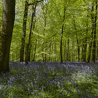 Buy canvas prints of Bluebell Glade 3 by David Tinsley