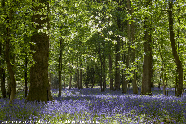 Bluebell Glade 3 Picture Board by David Tinsley
