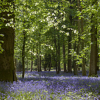 Buy canvas prints of Bluebell Glade 3 by David Tinsley