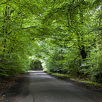Buy canvas prints of Summer Beech Canopy 1 by David Tinsley