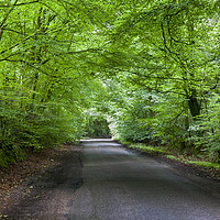 Buy canvas prints of Summer Beech Canopy 2 by David Tinsley