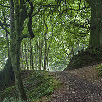 Buy canvas prints of Into Blackbrough Woods by David Tinsley