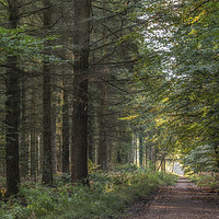 Buy canvas prints of Along the Forest Track by David Tinsley