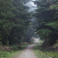 Buy canvas prints of Path between the Spruce by David Tinsley