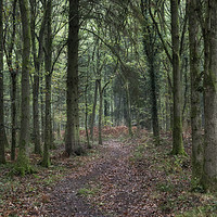 Buy canvas prints of Footpath through the Oaks by David Tinsley