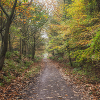 Buy canvas prints of Autumn Cycle Path by David Tinsley